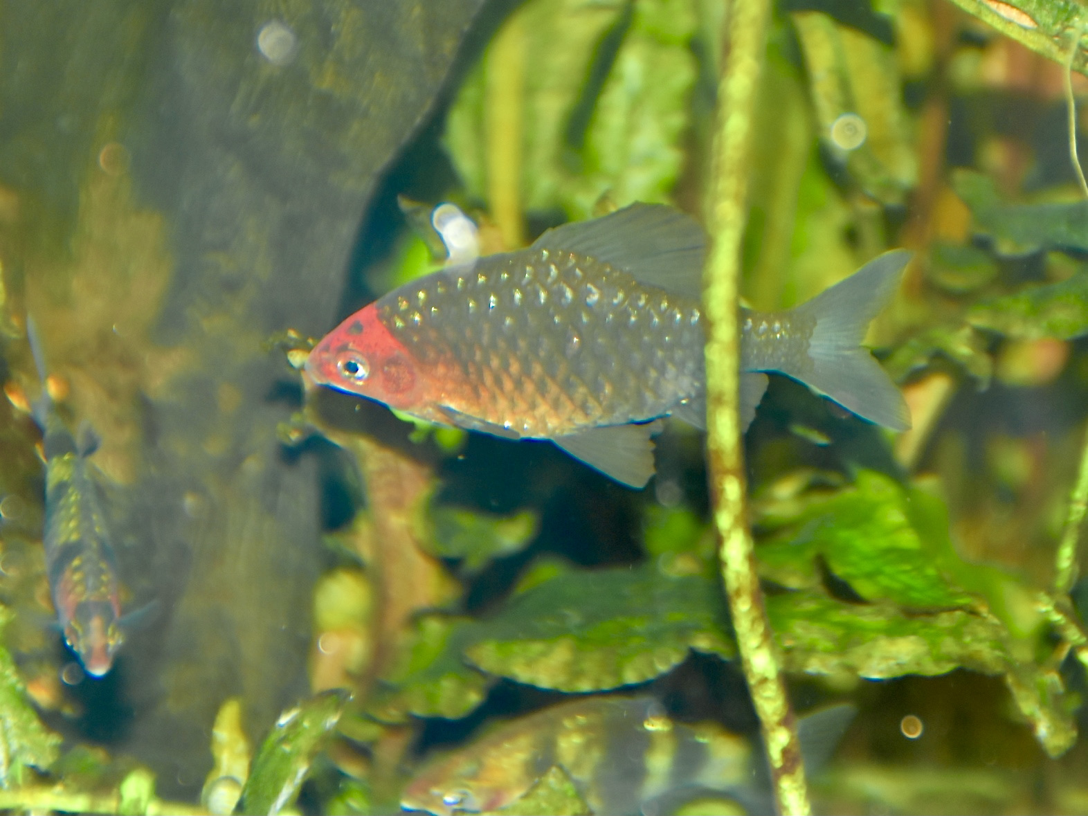Black Ruby Barb