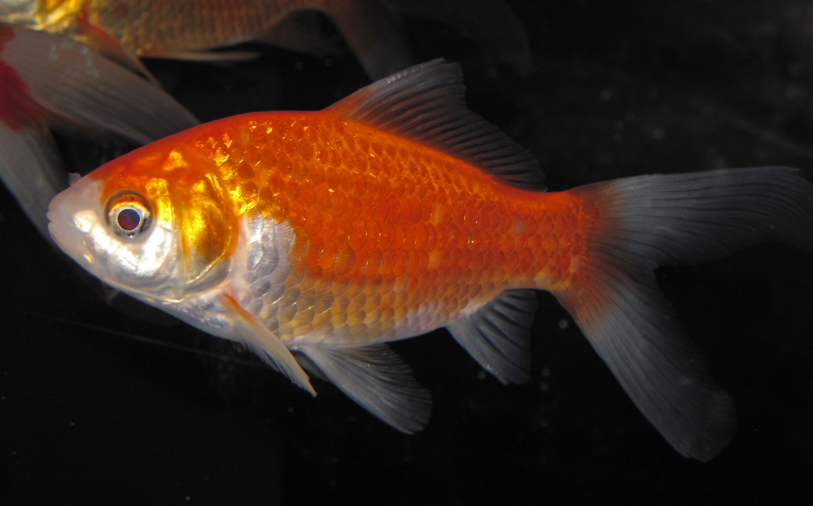Fancy Goldfish