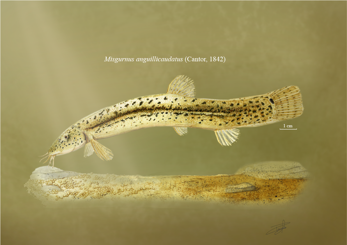 Dojo / Weather Loach