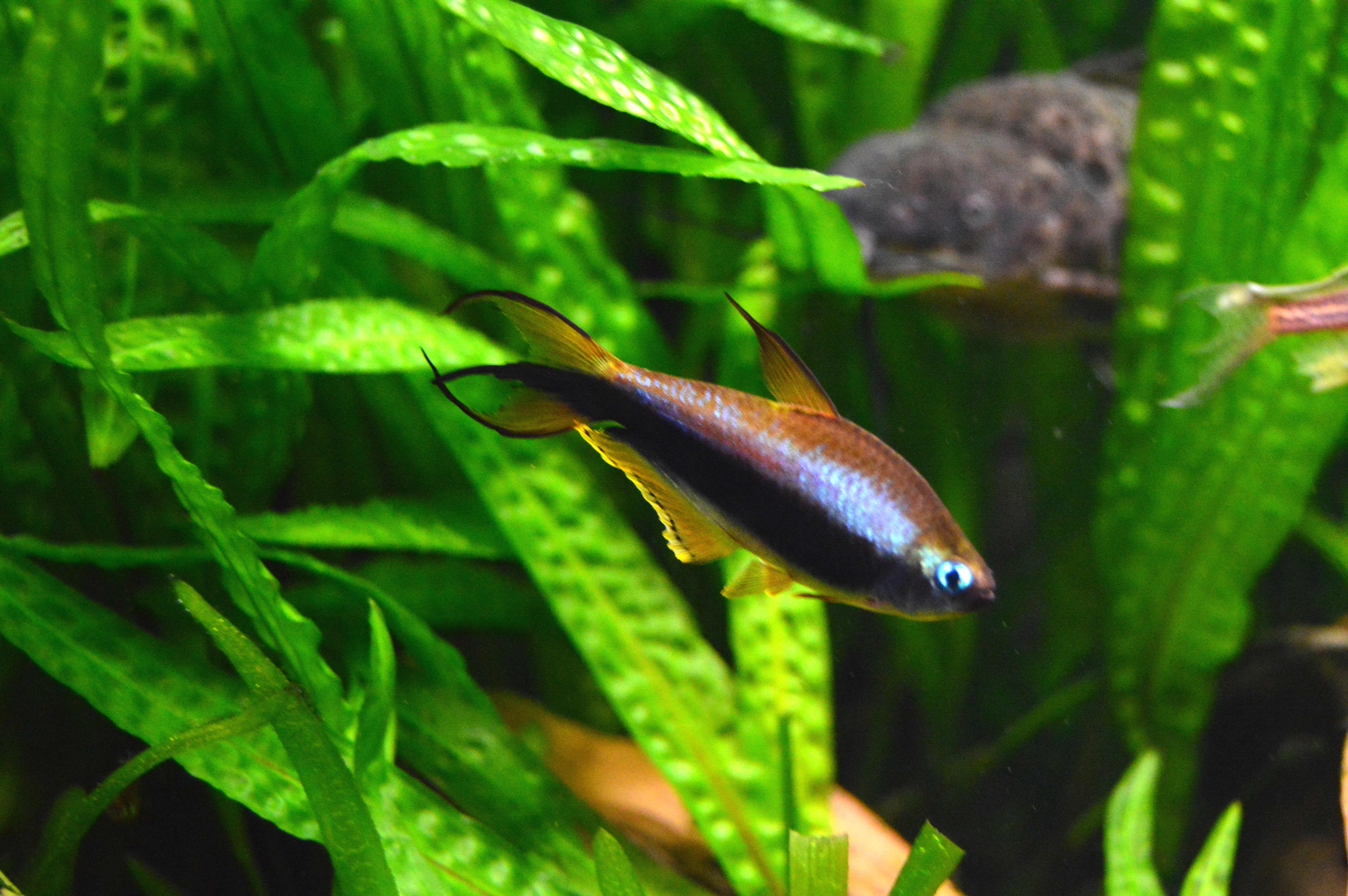 Emperor Tetra