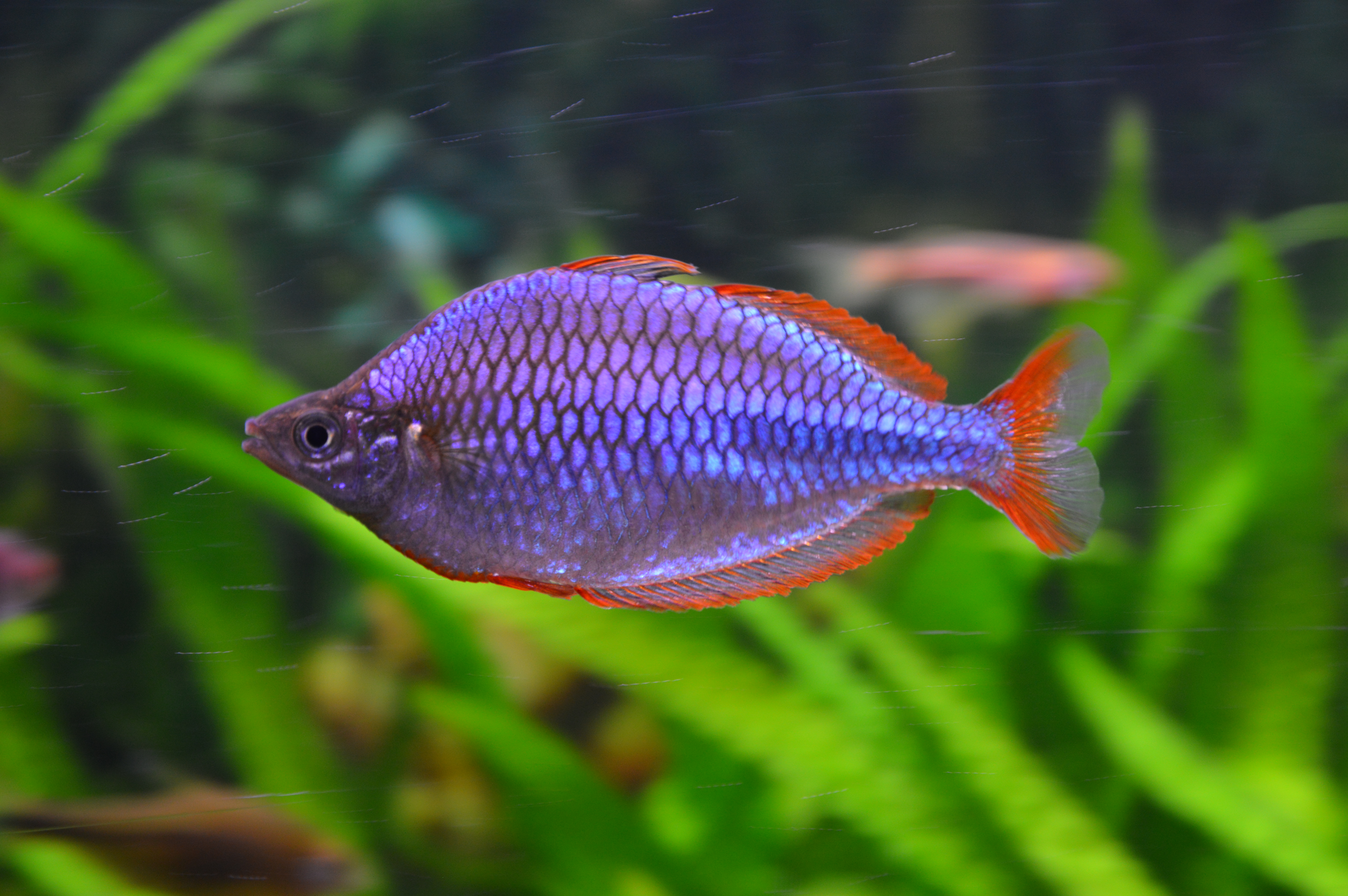 Dwarf Neon Rainbowfish