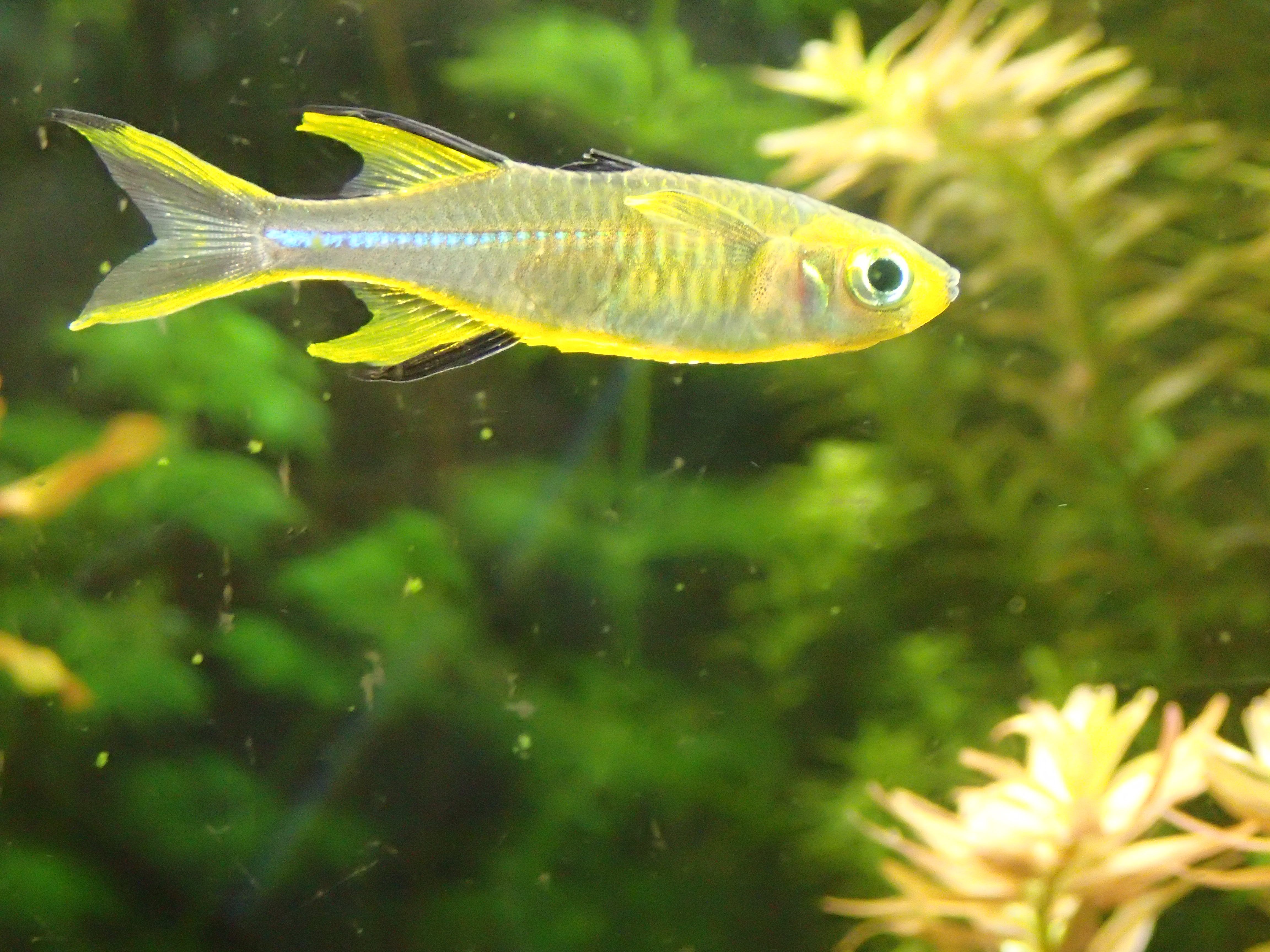 Celebes Rainbowfish