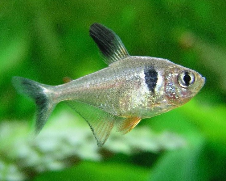 Black Phantom Tetra