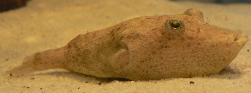 Congo Puffer