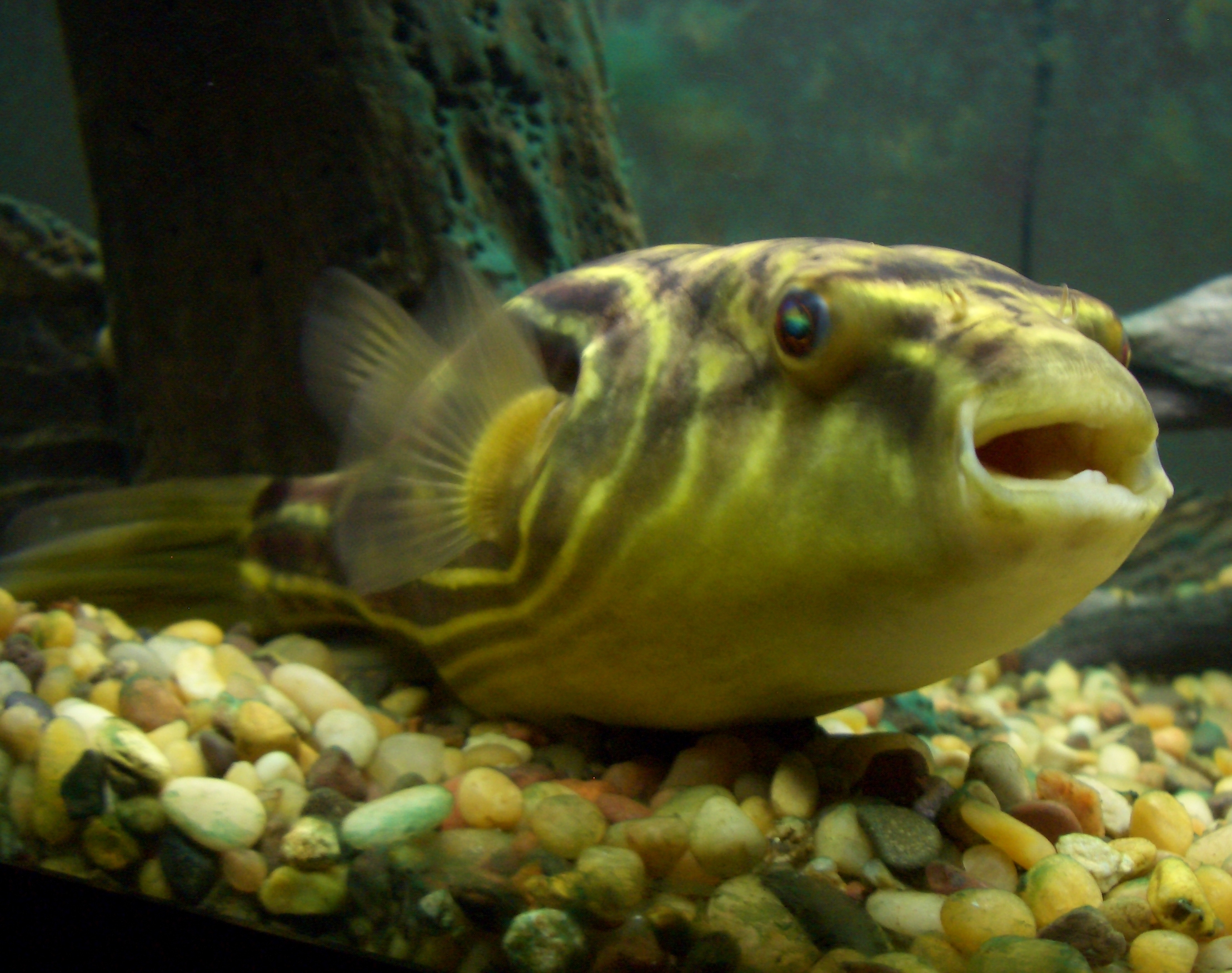 Fahaka Puffer