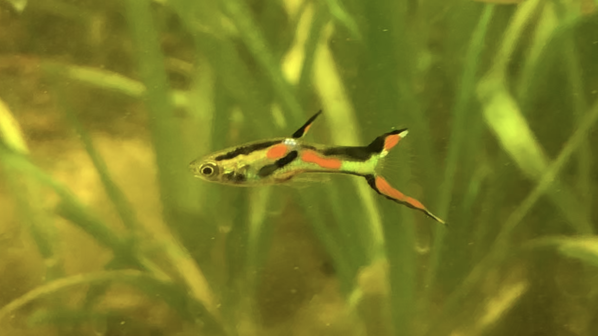 Endler's Livebearer