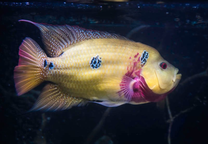 African Three-Spot Cichlid