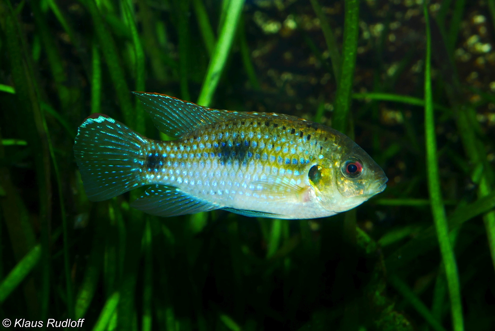 Butterfly Cichlid (Anomalochromis)