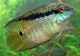 Festivum Cichlid