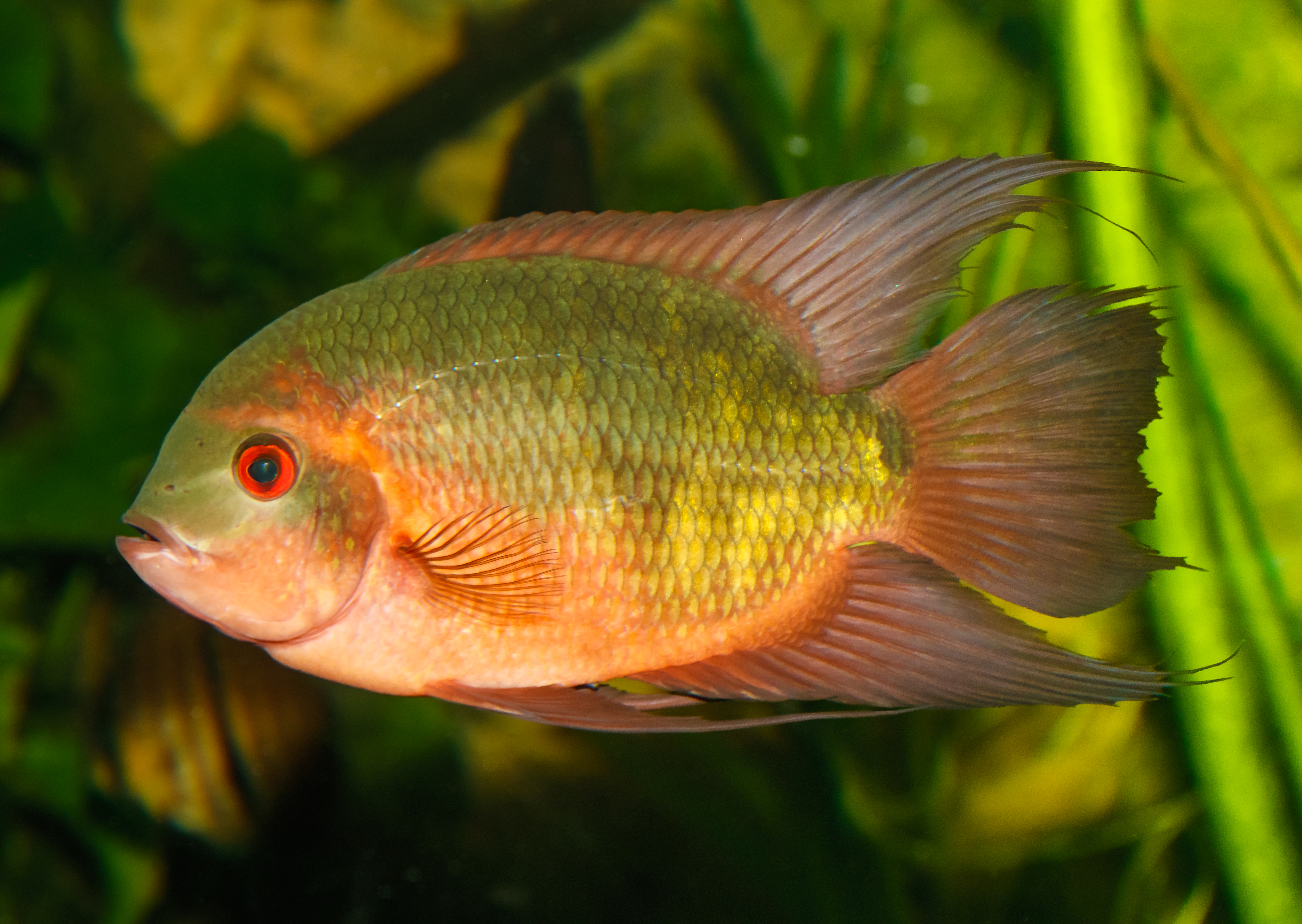 Chocolate Cichlid