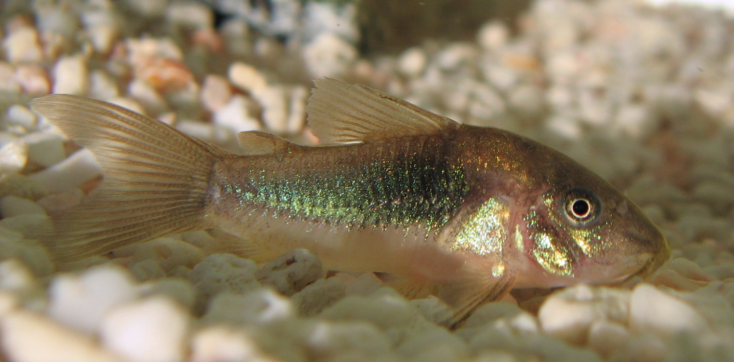 Albino Corydoras