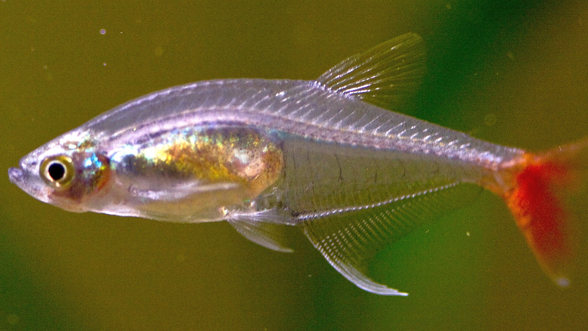 Glass Bloodfin Tetra