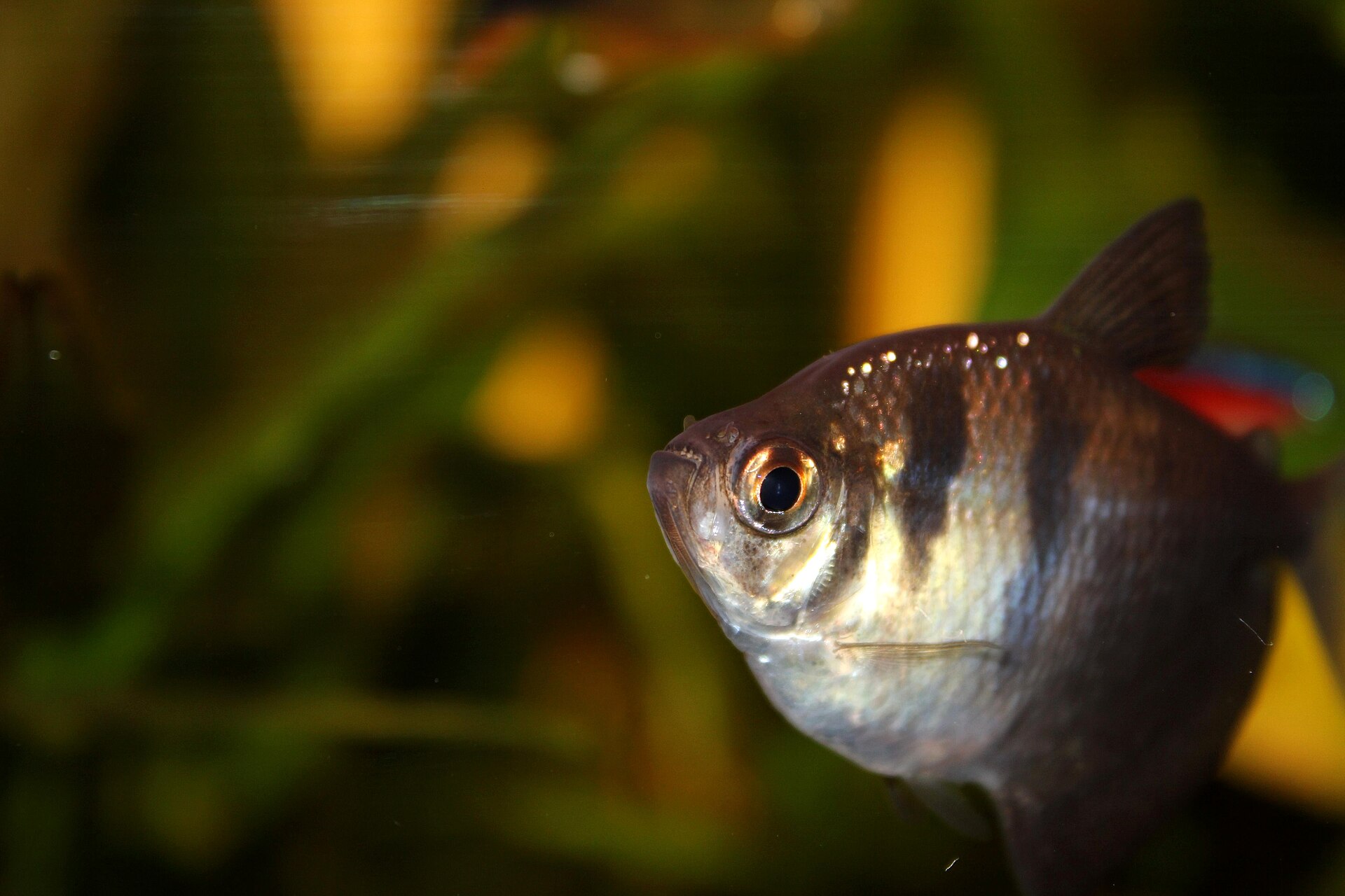 Black Skirt Tetra