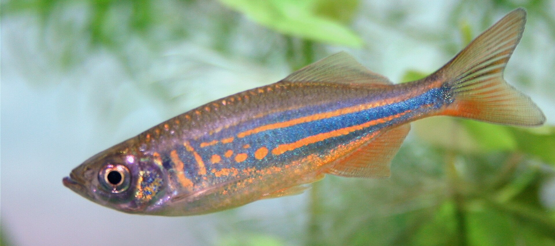 Giant Danio