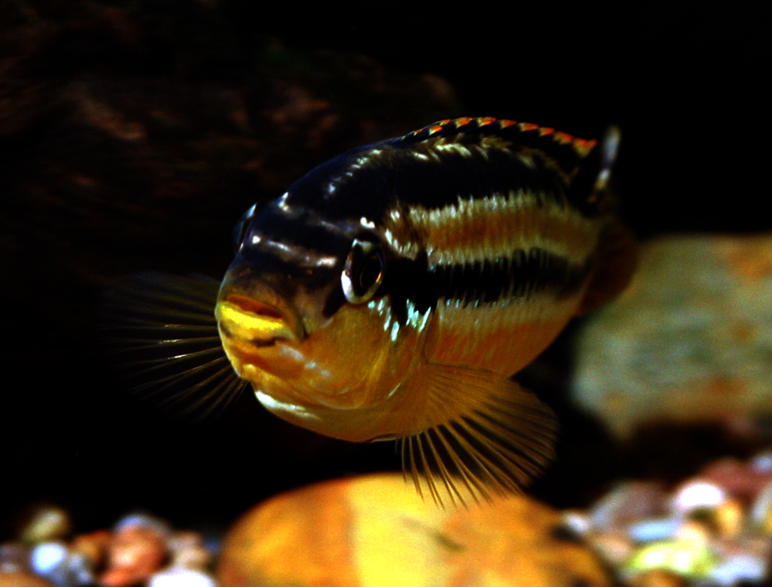 Auratus Cichlid