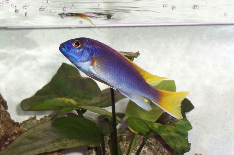 Acei Cichlid
