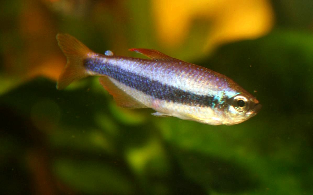 Blue Emperor Tetra