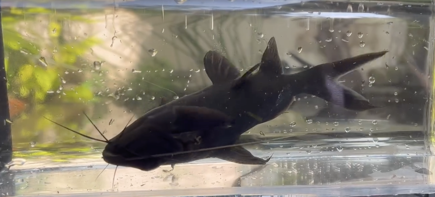 Asian Upside-Down Catfish
