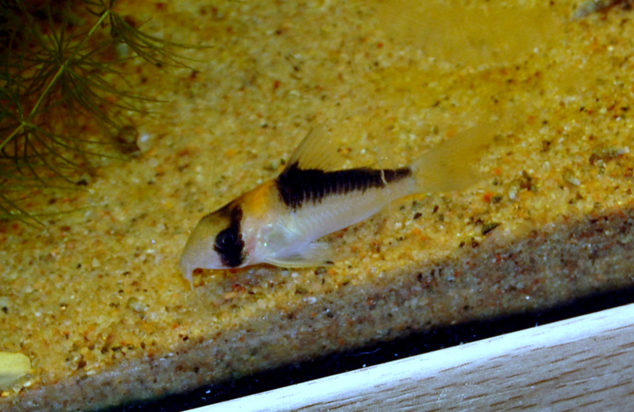 Adolfoi Corydoras