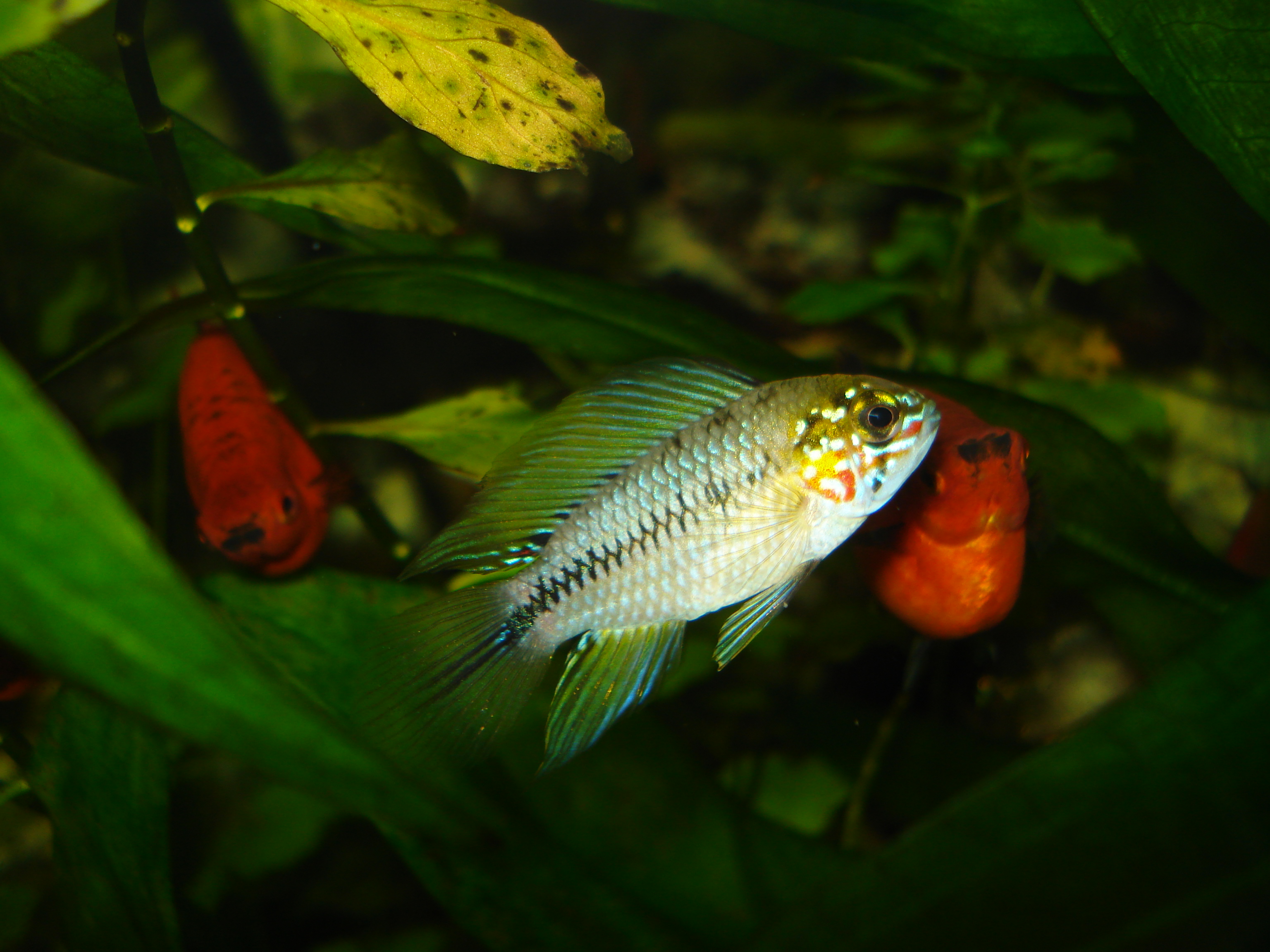 Apistogramma Borellii