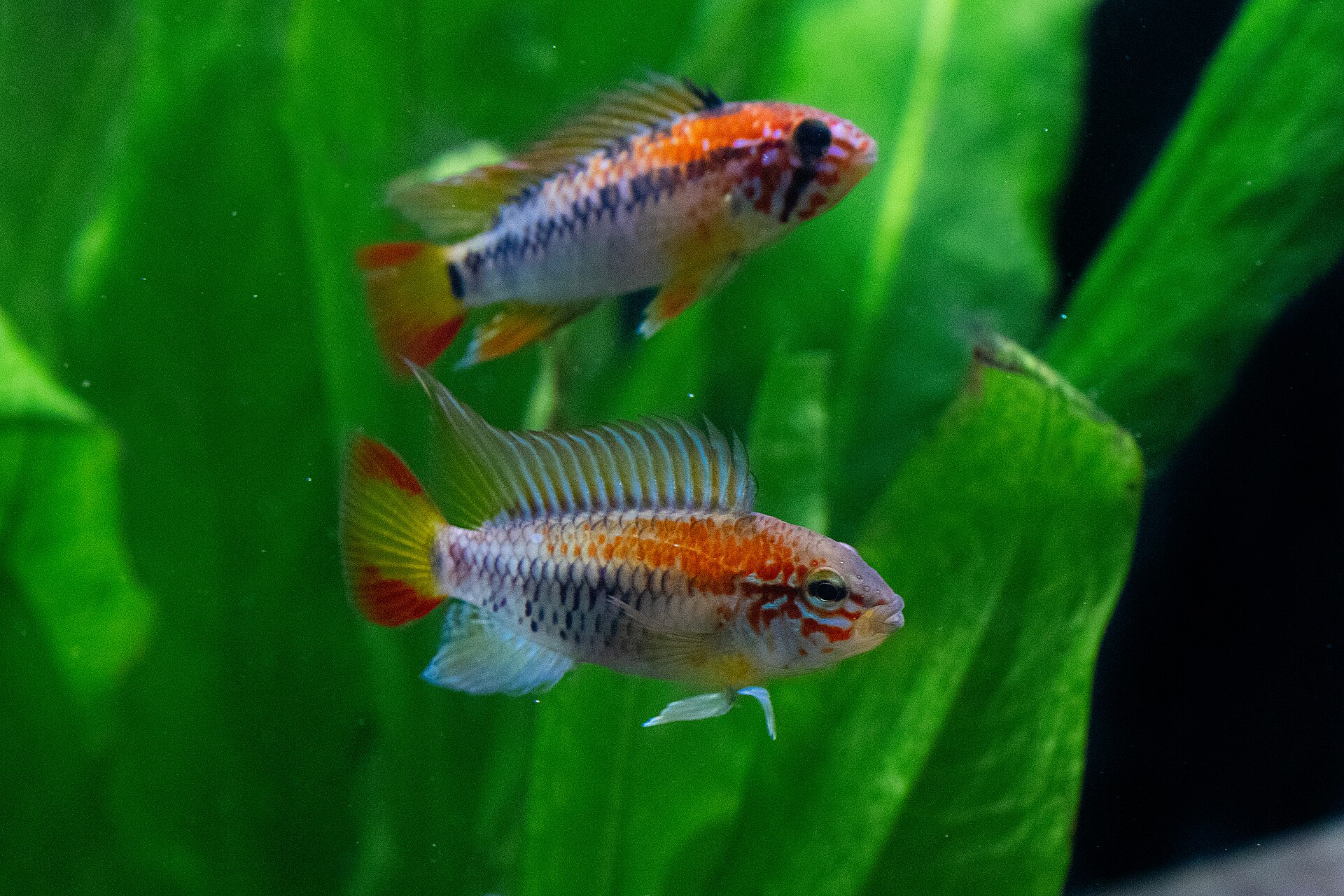 Apistogramma Macmasteri