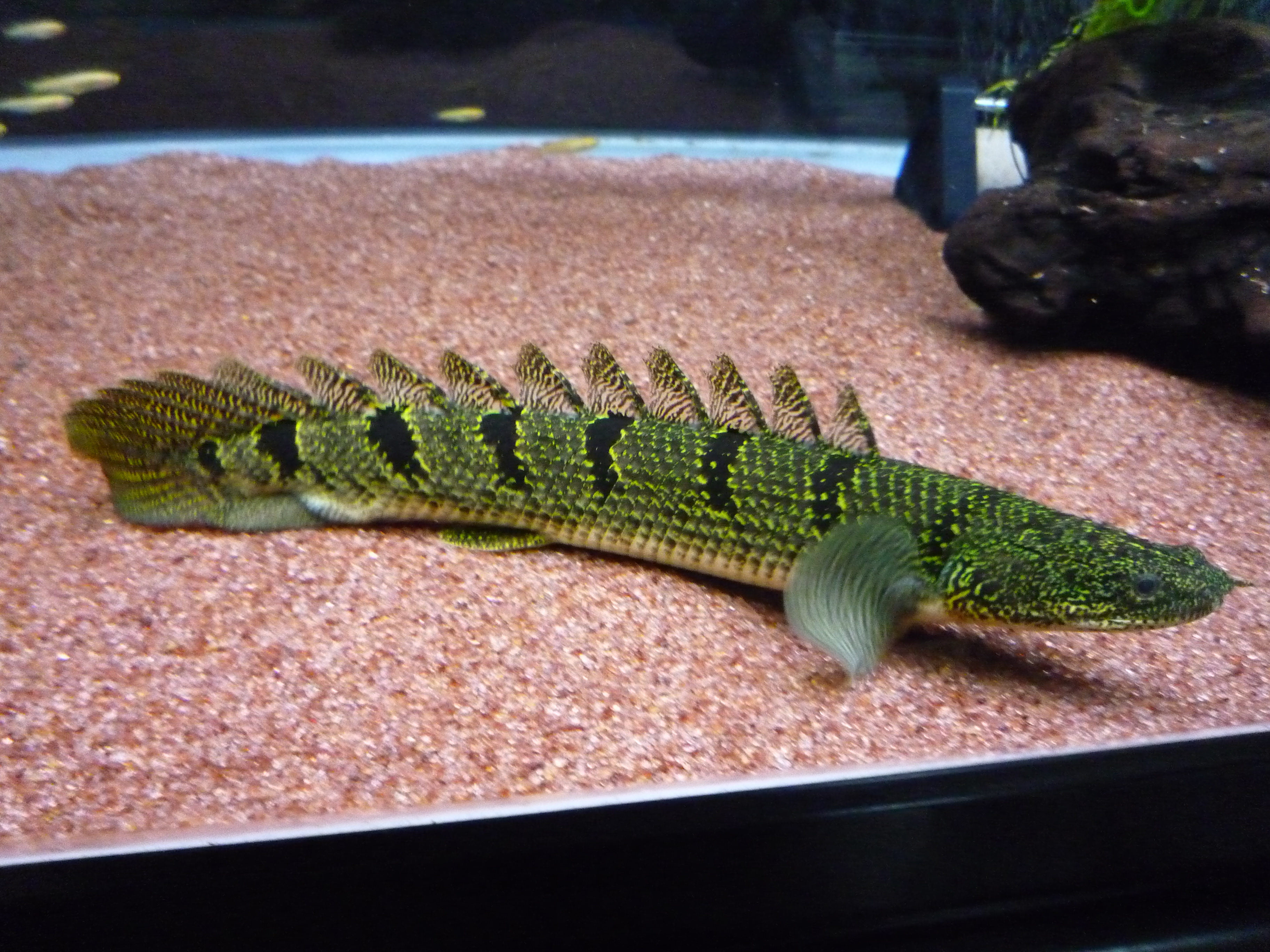 Bichir Delhezi