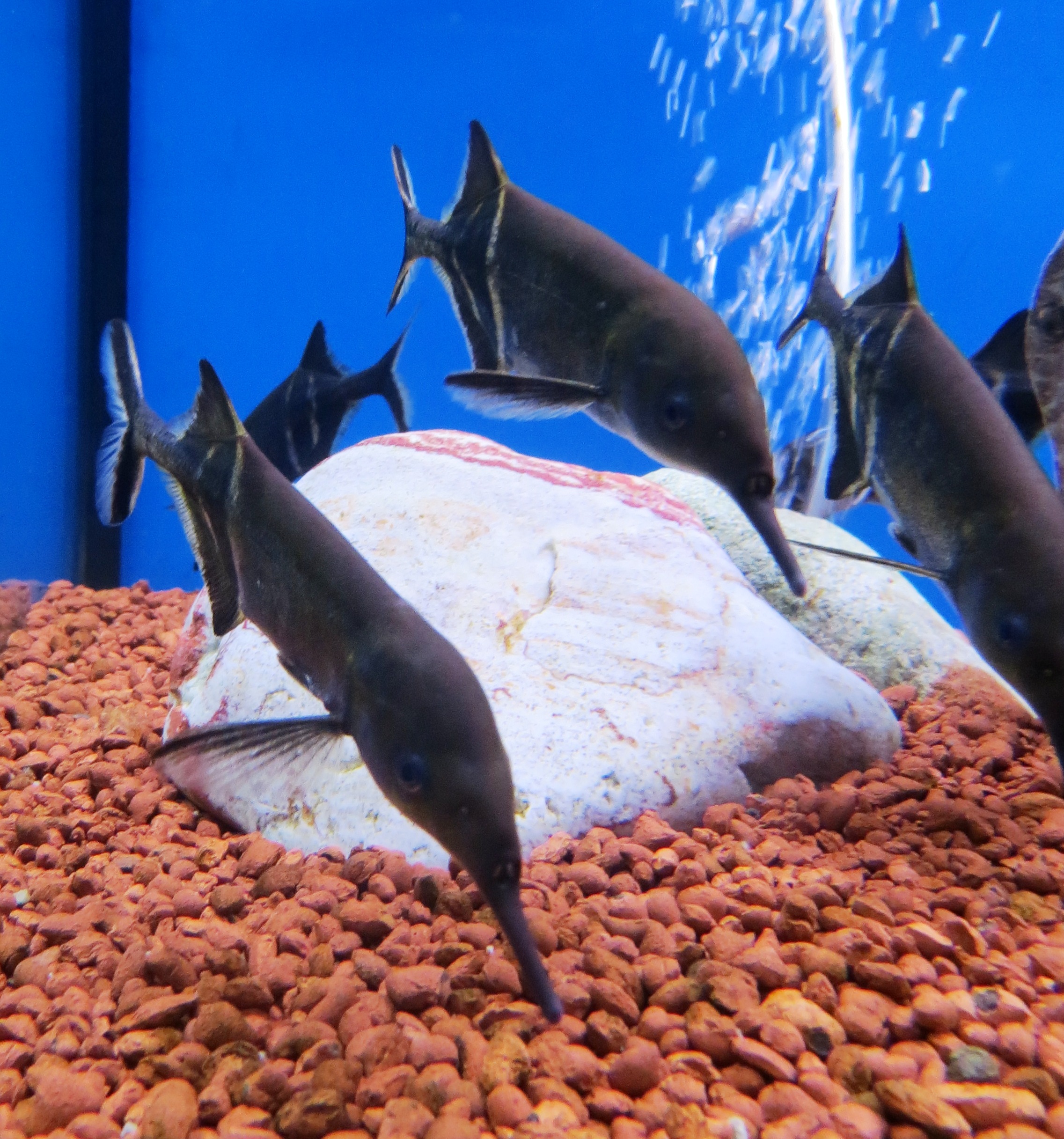 Elephant Nose Fish