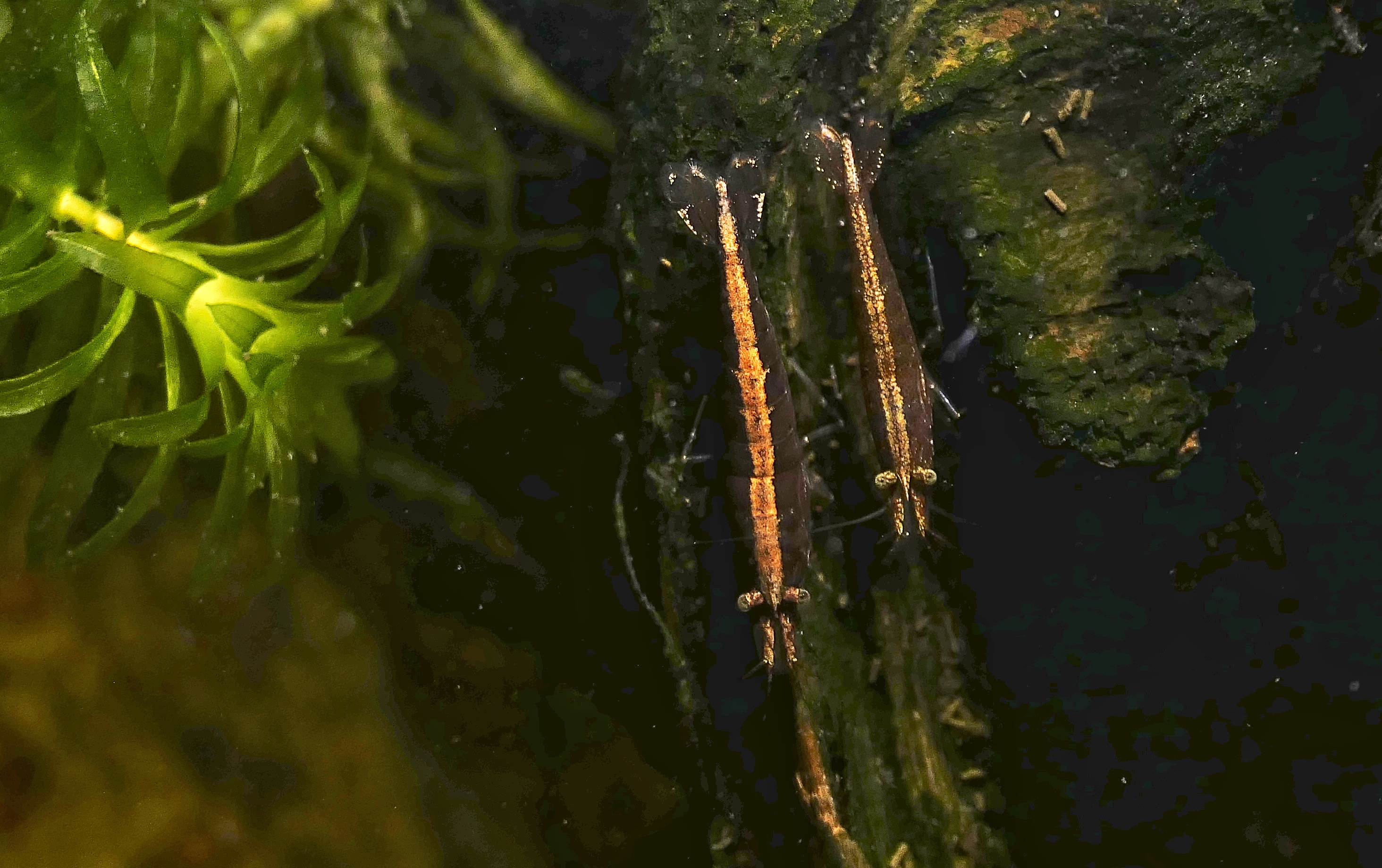 Bamboo Shrimp