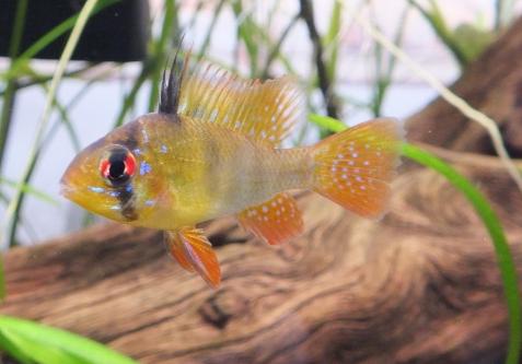 German Blue Ram