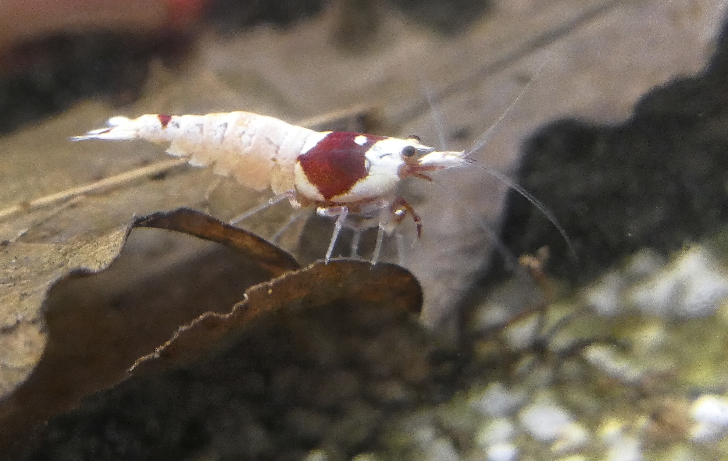 Crystal Red Shrimp