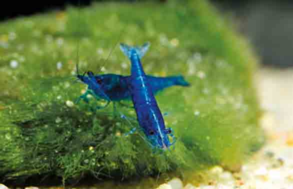 Blue Dream Shrimp