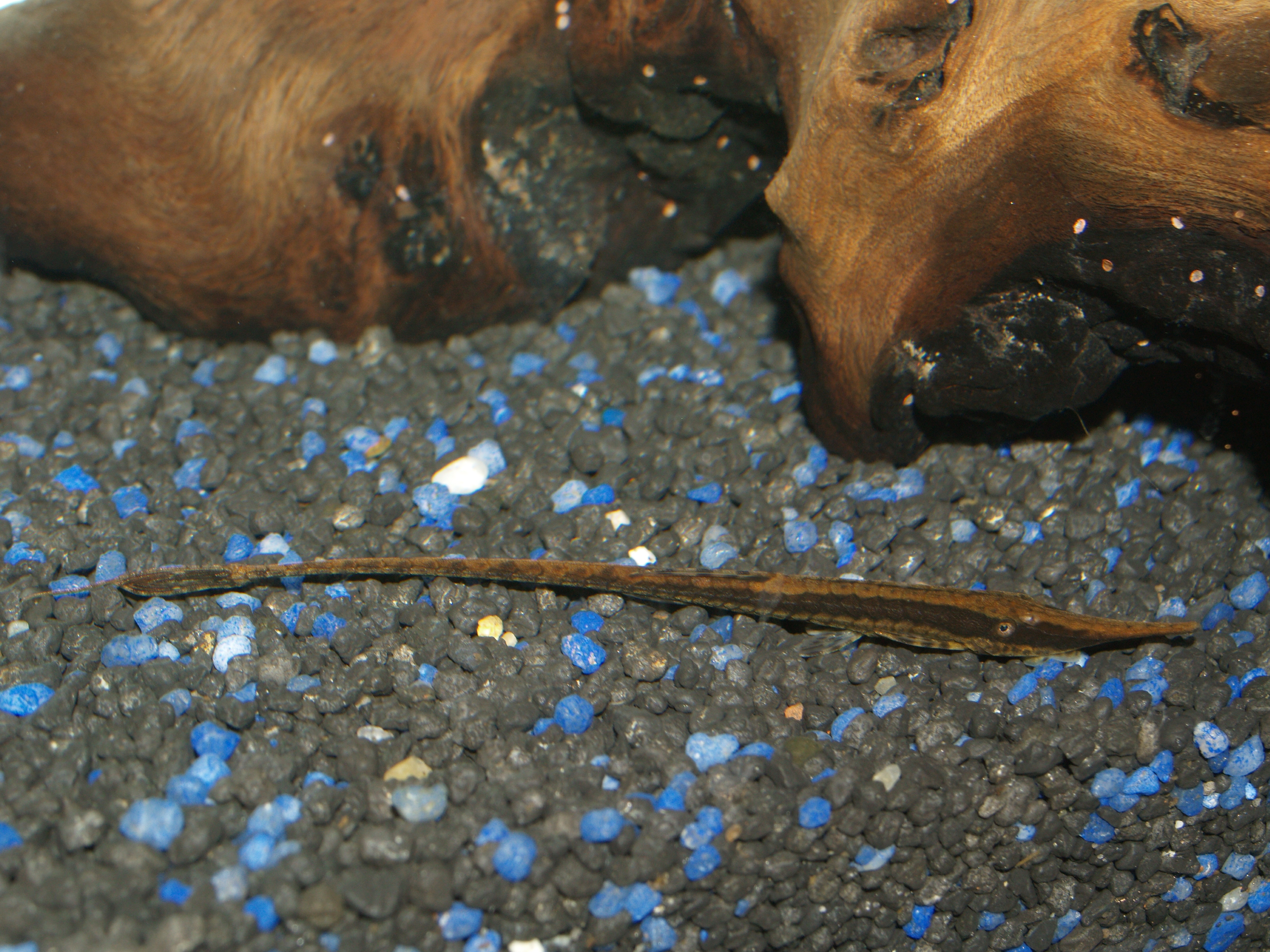 Farlowella Twig Catfish
