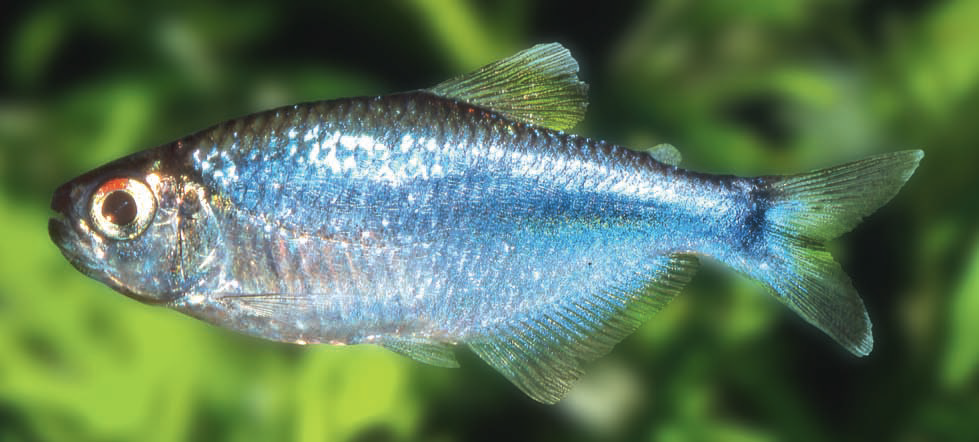 Cochu's Blue Tetra