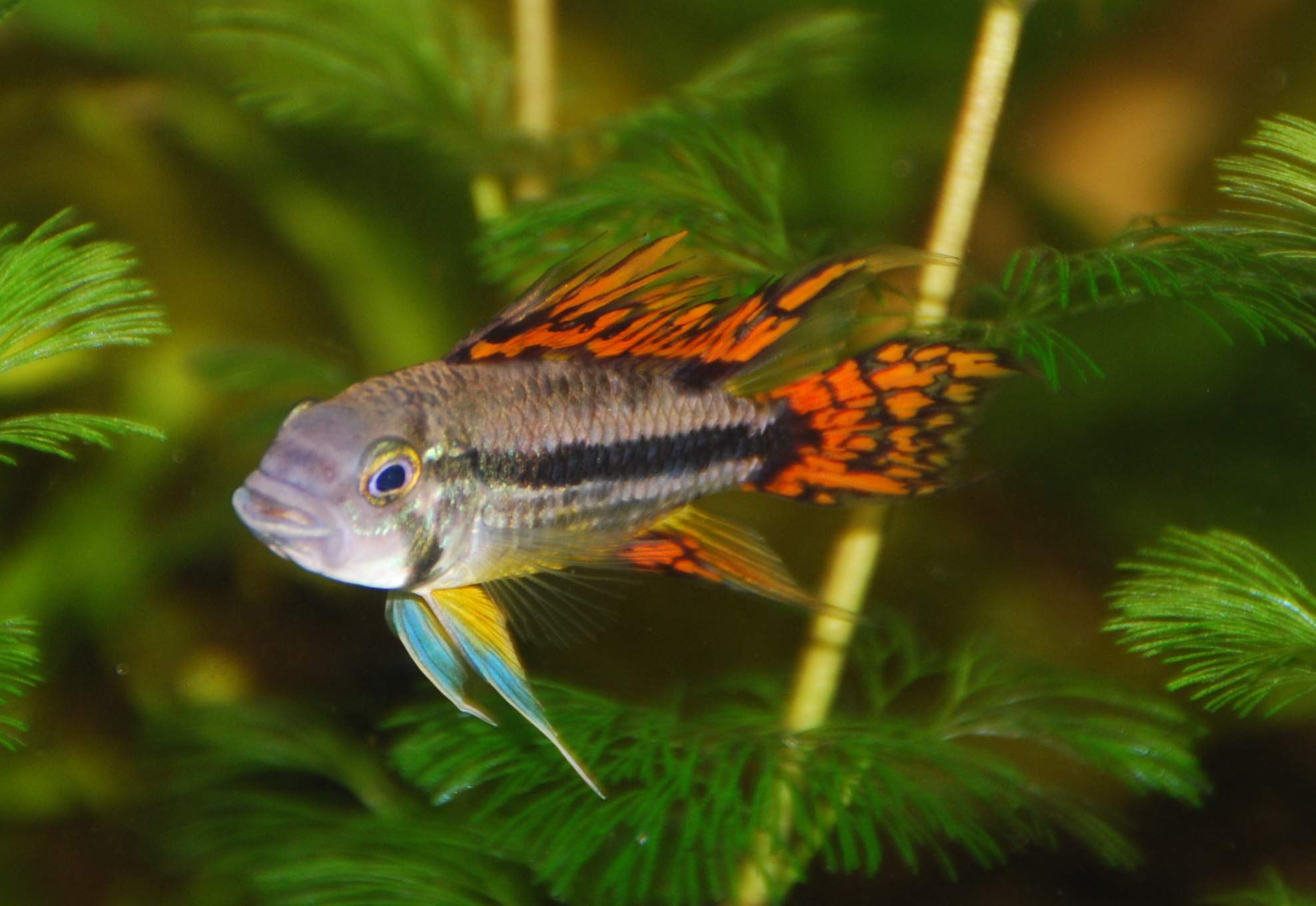 Apistogramma Cacatuoides