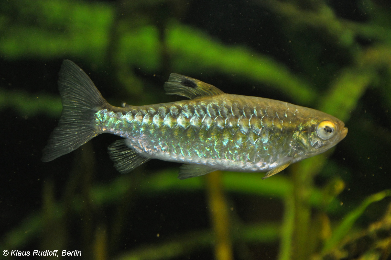 African Red-eye Tetra