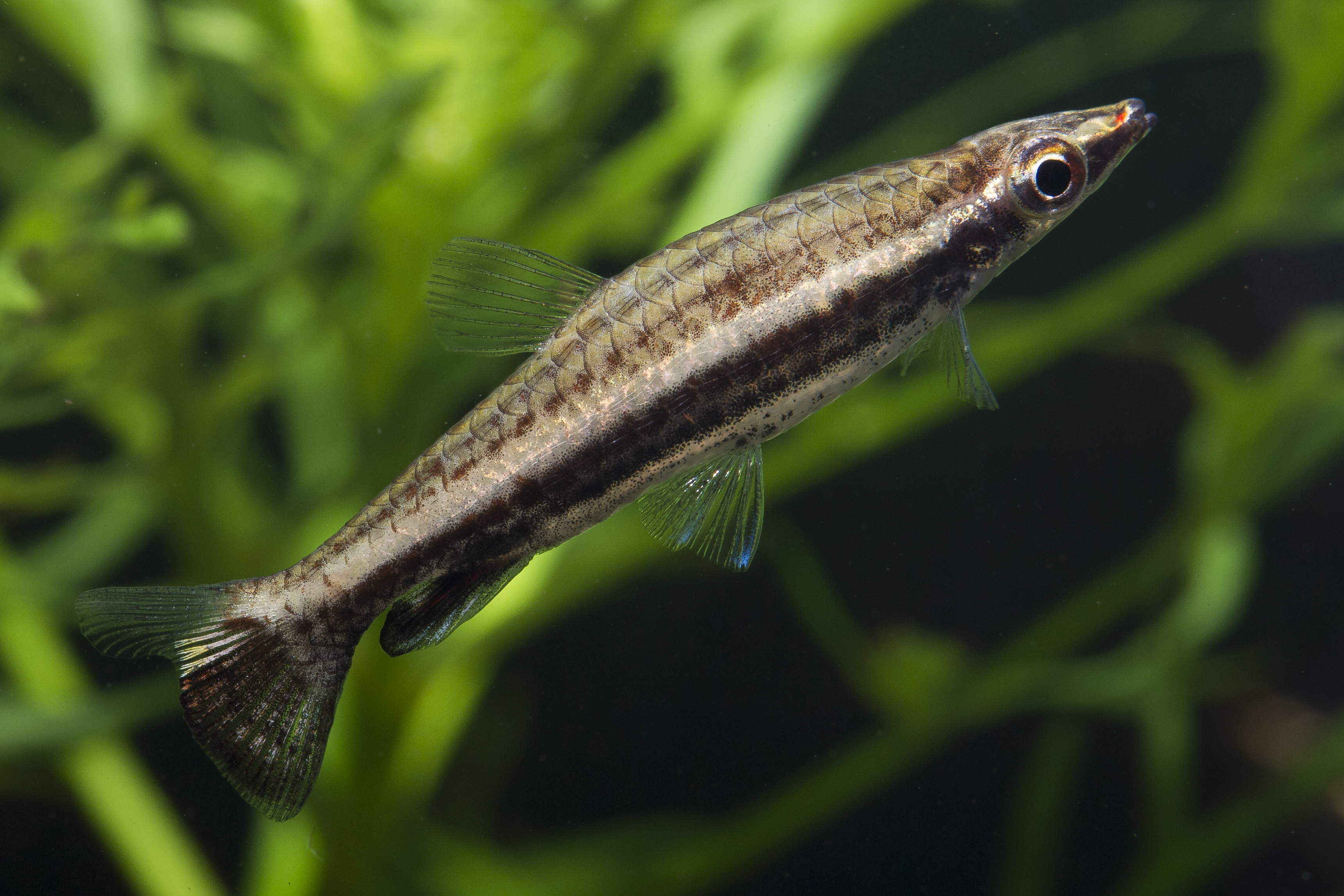 Diptail Pencilfish