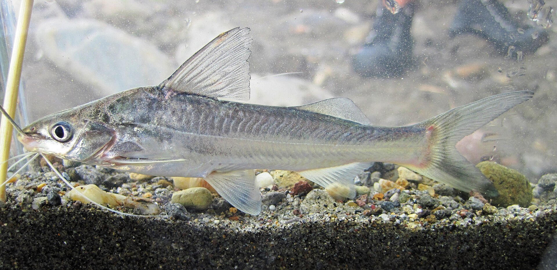 Four-lined Pimelodus