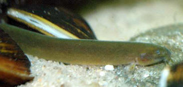 Black Kuhli Loach