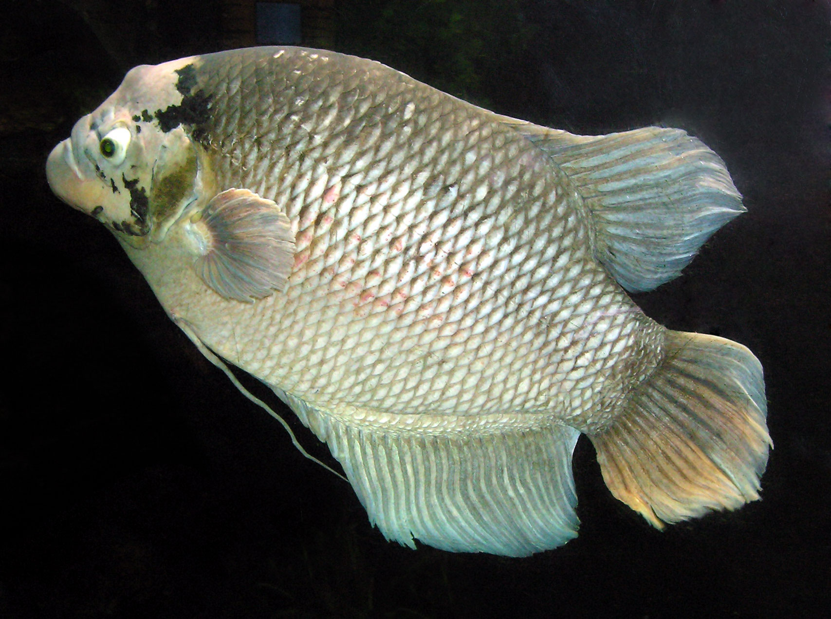 Giant Gourami