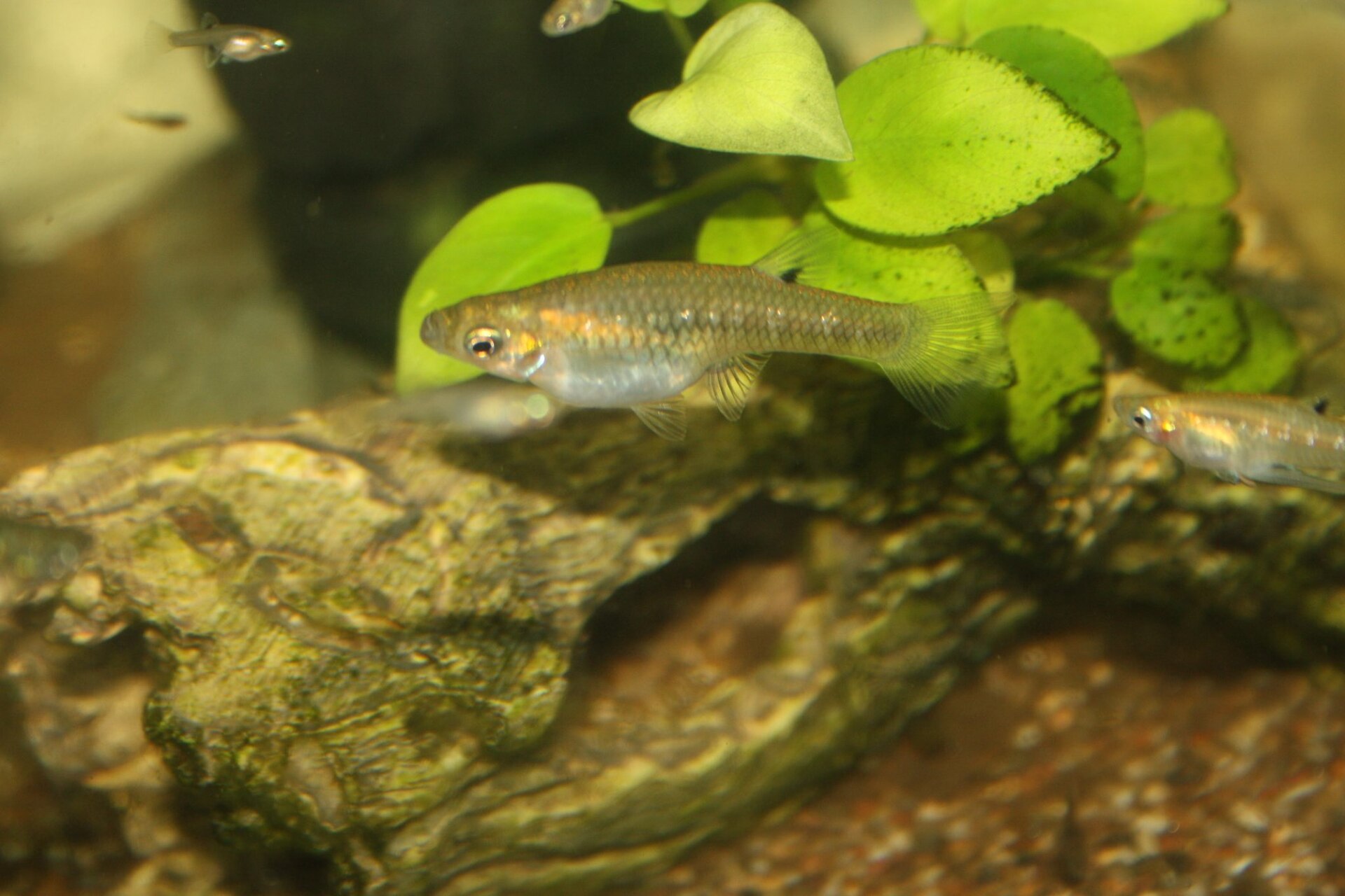 Girardinus Metallicus