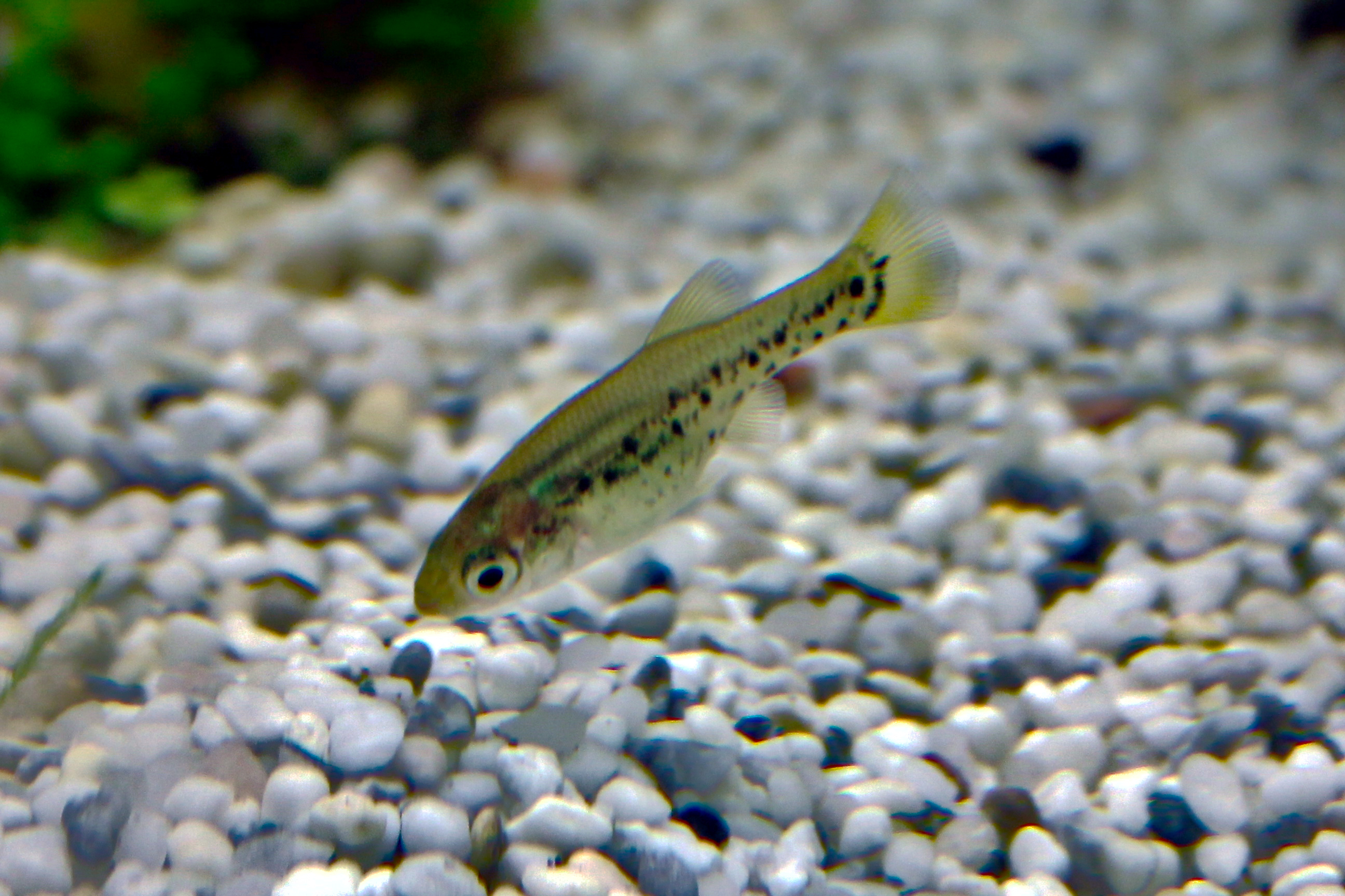 Ameca Splendens