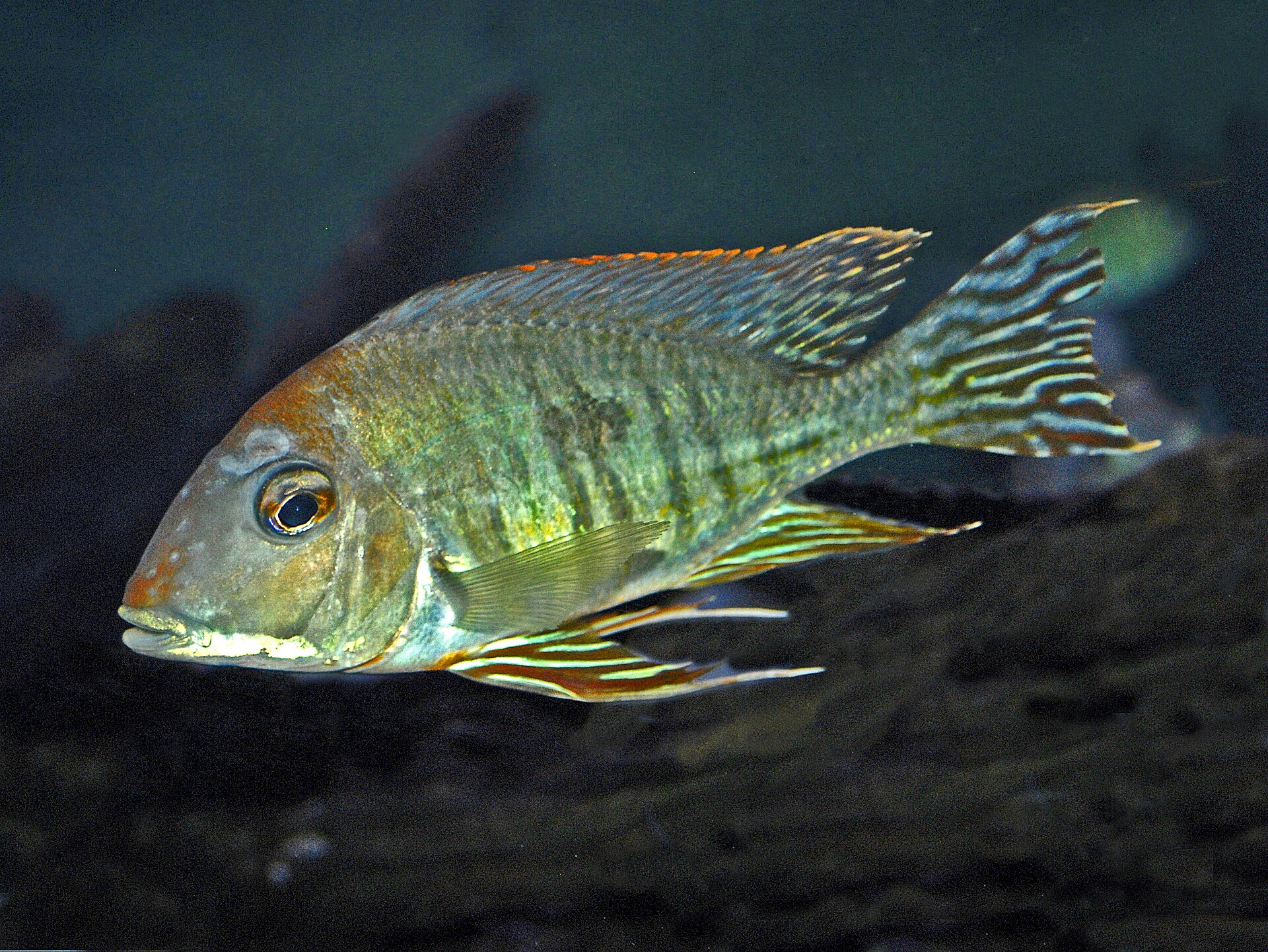 Geophagus Altifrons