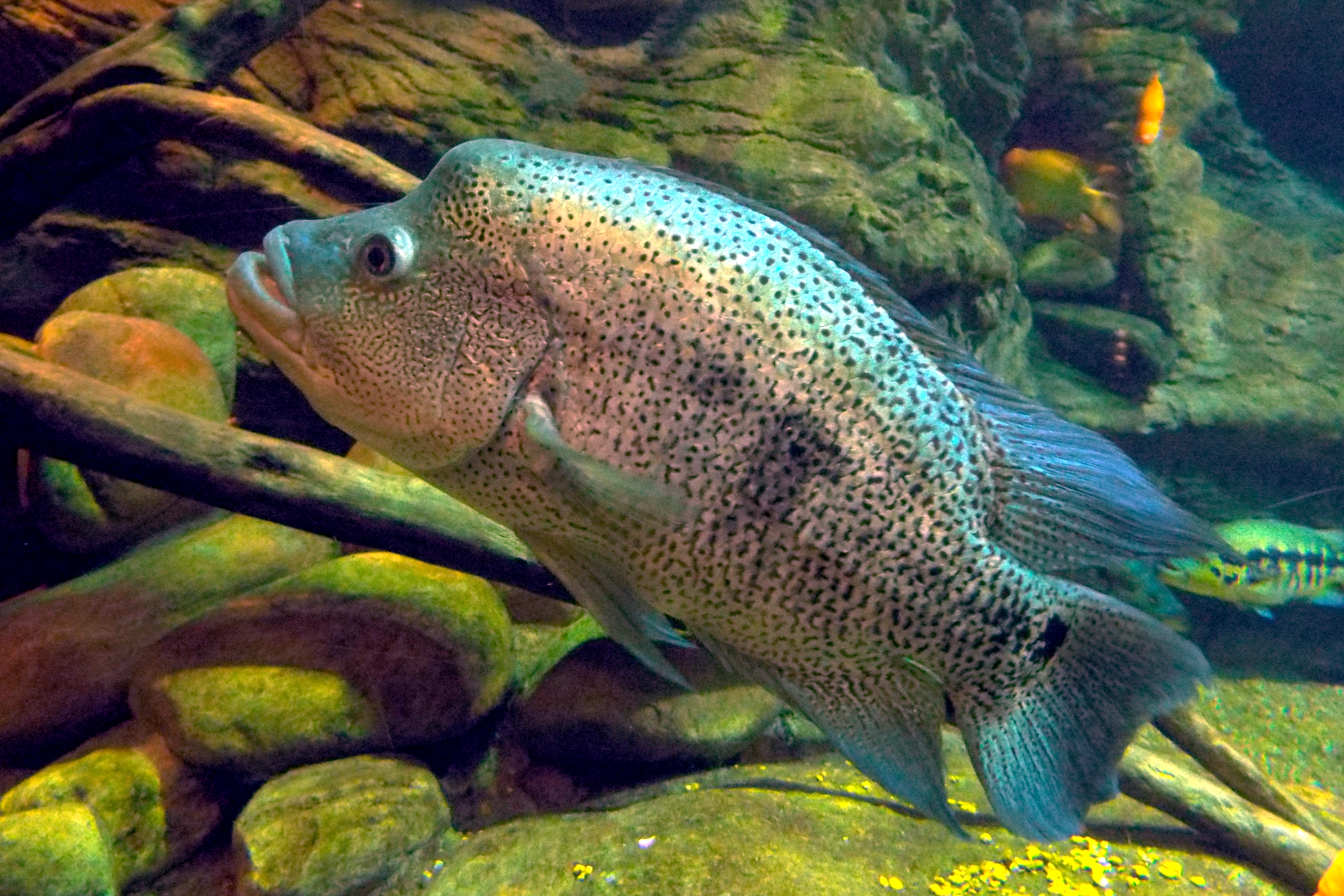 Dovii Cichlid