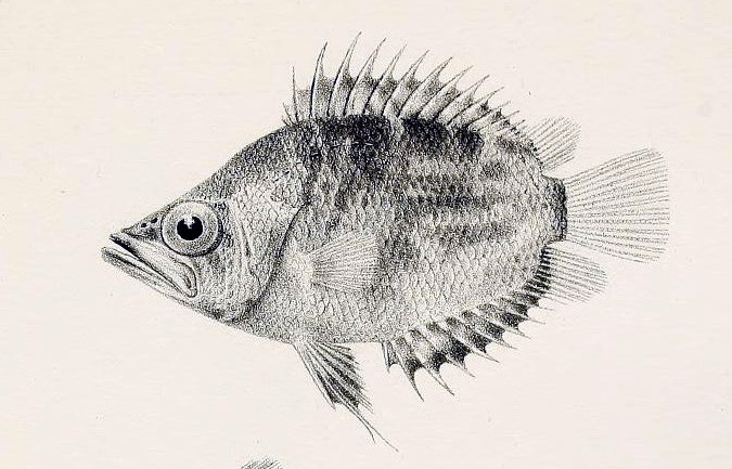 African Leaf Fish