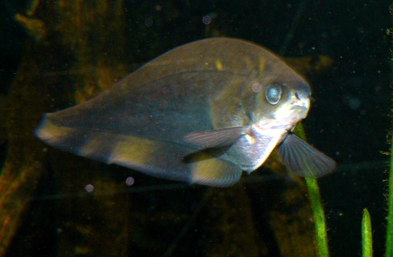 African Brown Knife Fish
