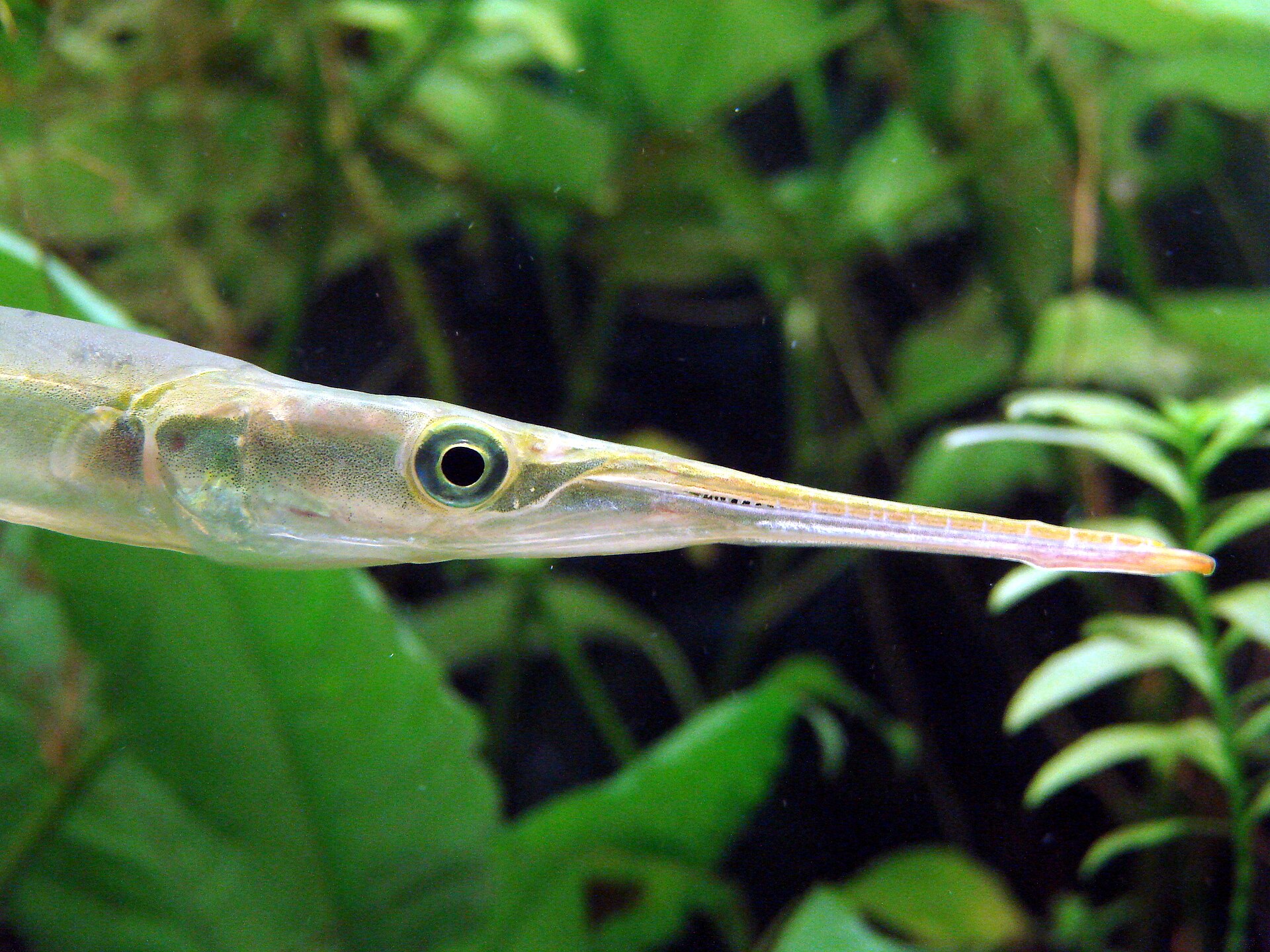 Freshwater Needlefish
