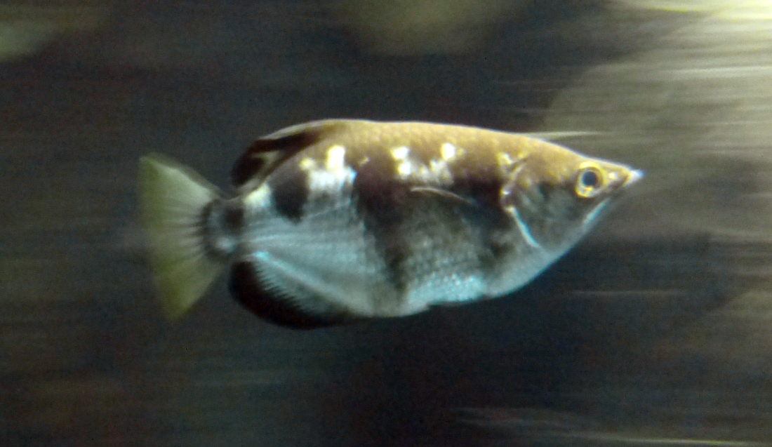 Freshwater Archerfish