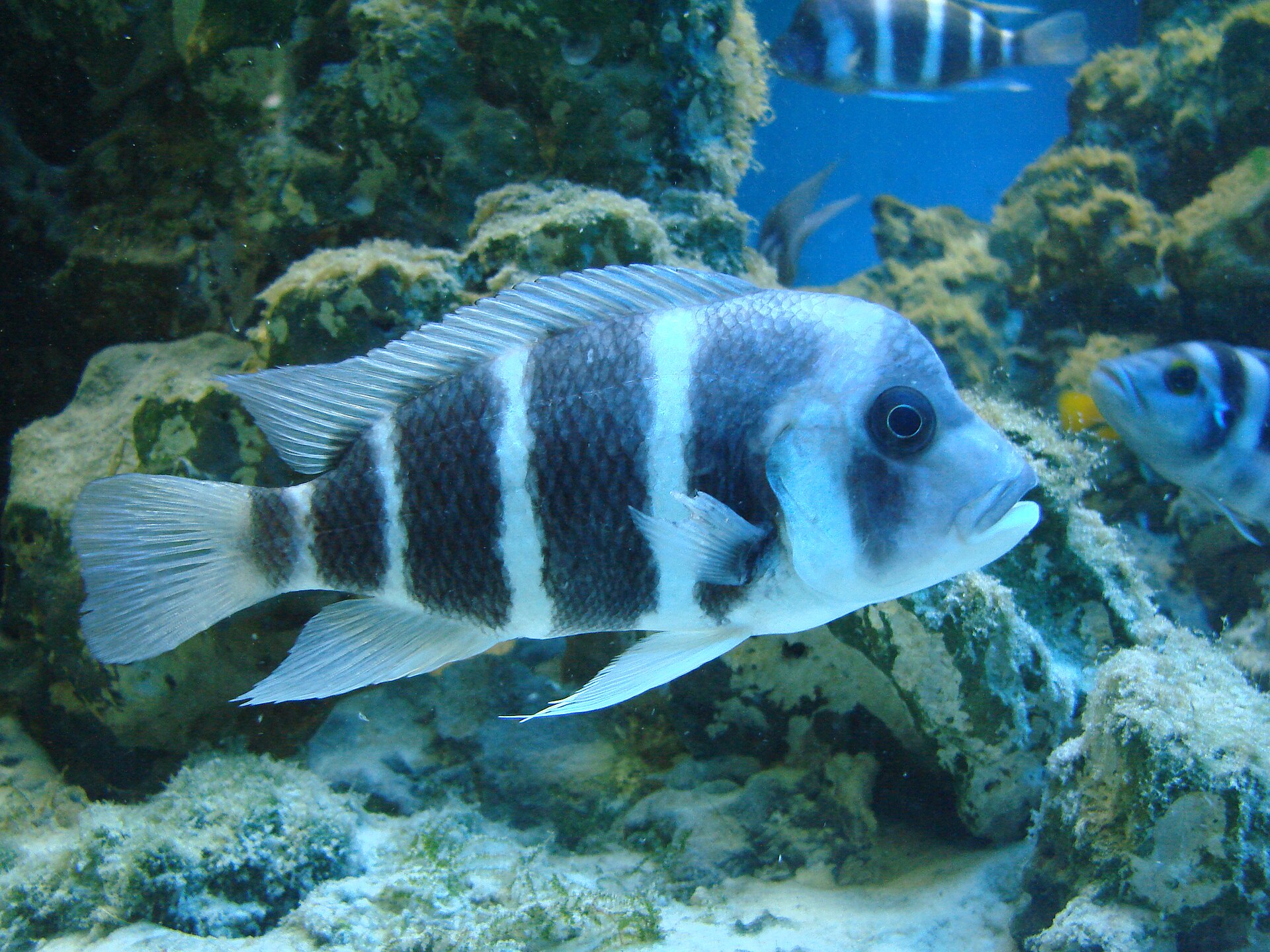 Frontosa