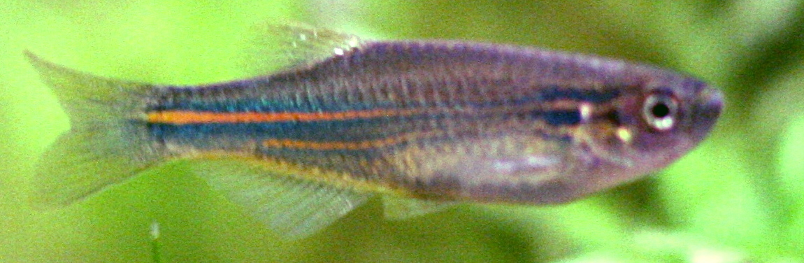 Blue Danio