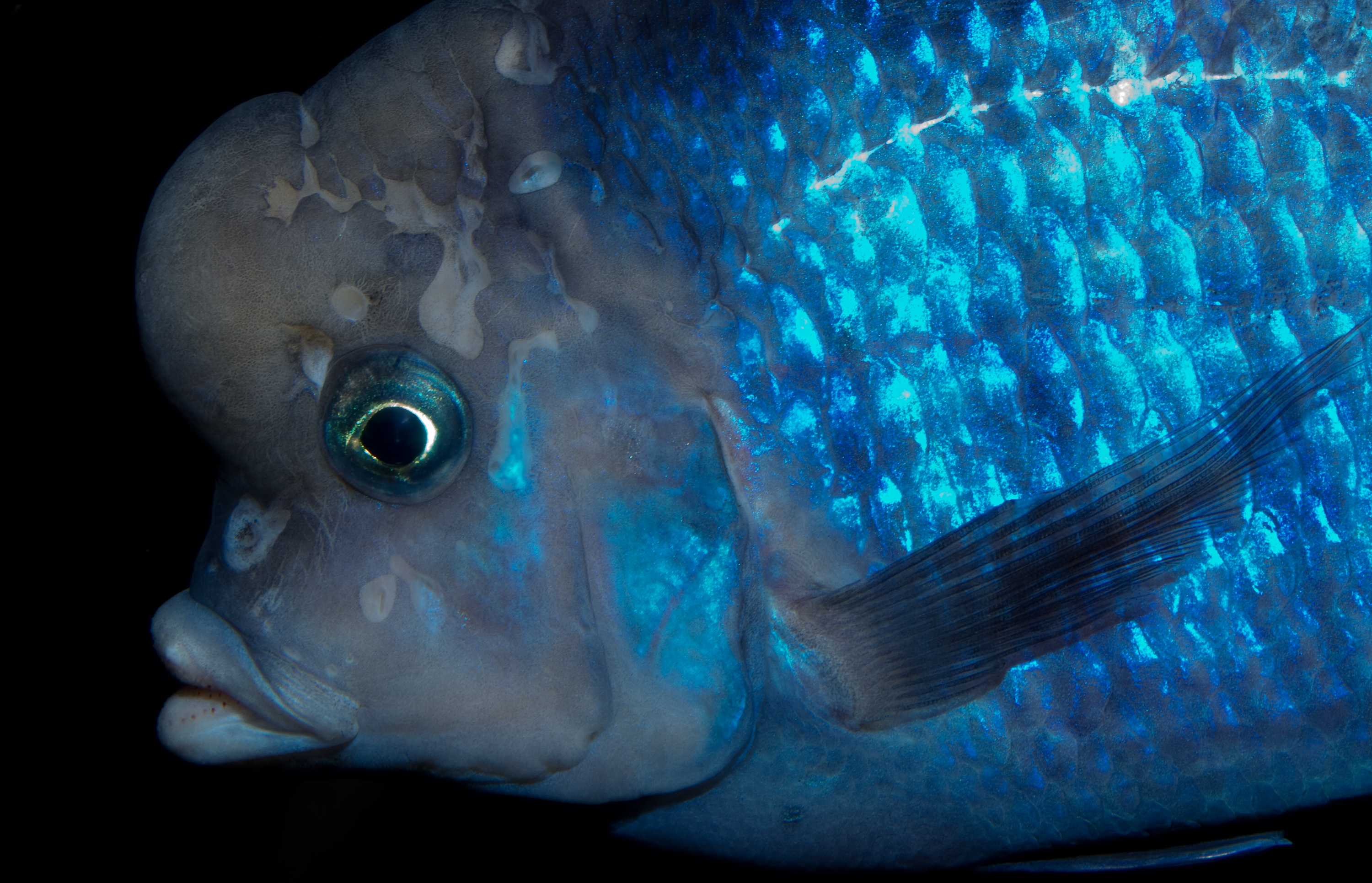 Blue Dolphin Cichlid